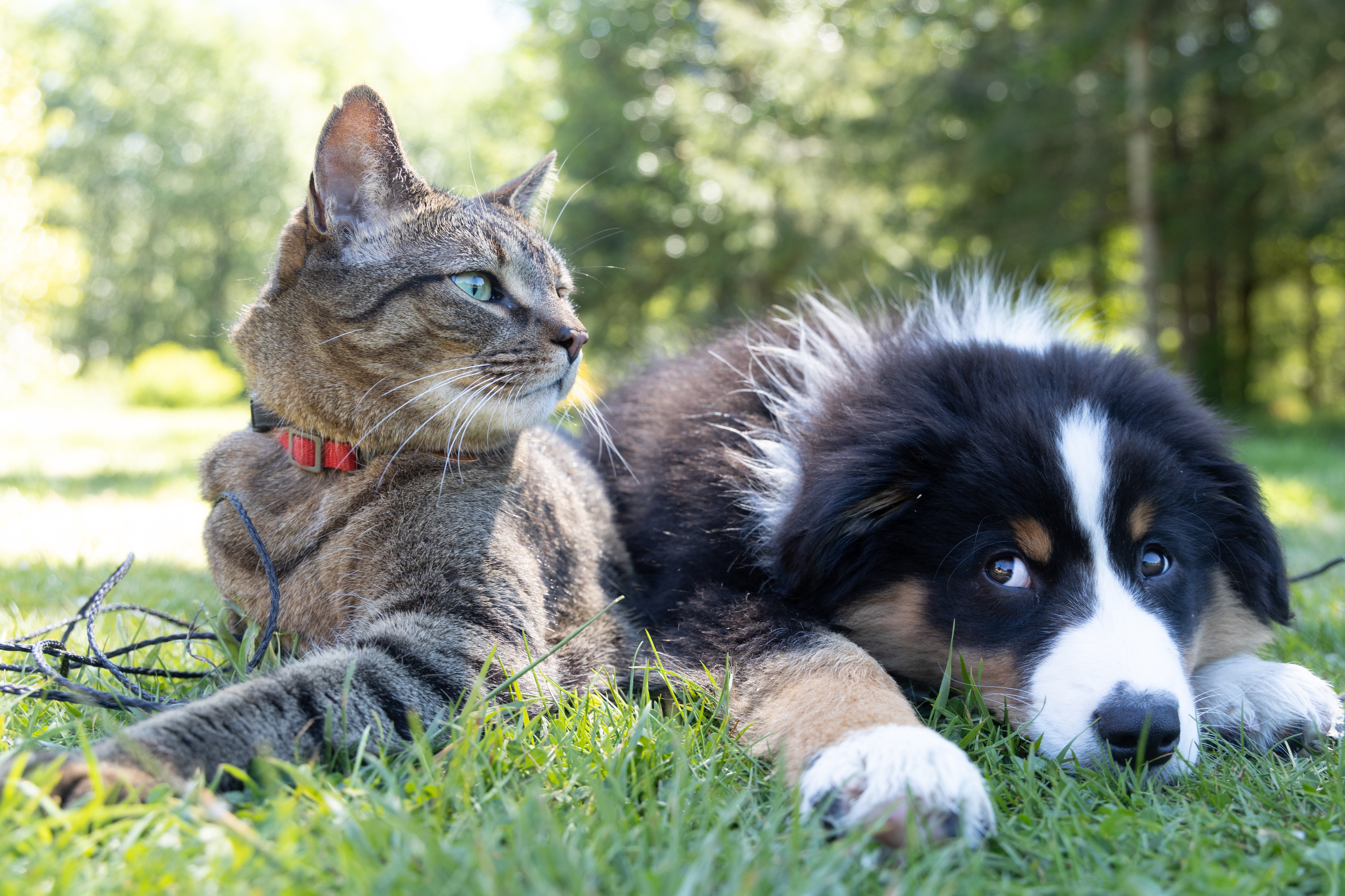 Cat and dog together in the park